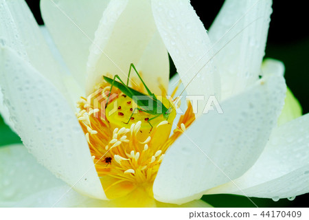 Insect Insect 44170409
