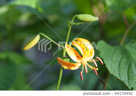 鮮花，百合花 44170492