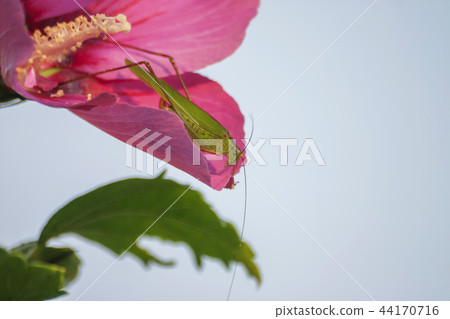 Hibiscus, insect, fauna 44170716