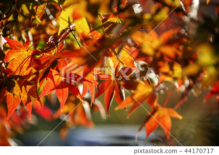 Autumn, Maple Leaf Autumn, Maple Leaf 44170717