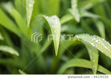 leaf of grass 44170720