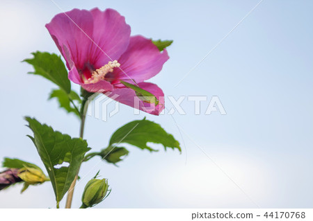 Hibiscus, insect, fauna 44170768