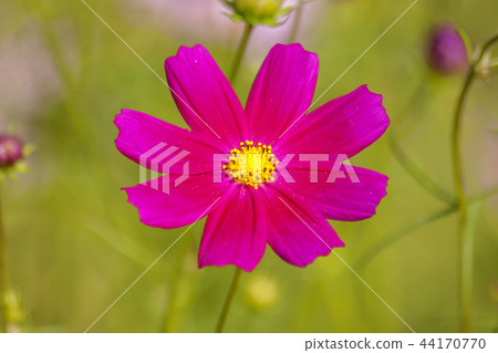 Cosmos Cosmos 44170770