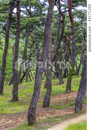 Jeollabuk-do, Korea, Gochang, Gochang-eup 44171169