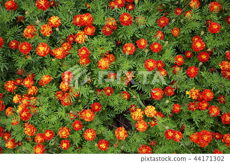 忠南，韓國，Nonsan， 44171302