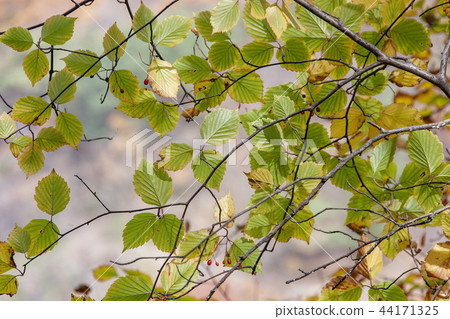 Jeollabuk-do, Korea, Jeongeup, Busan 44171325