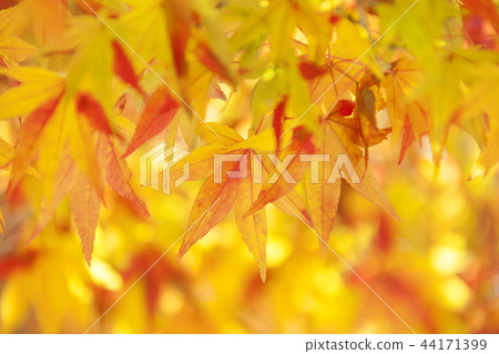 Jeollabuk-do, Korea, Jeongeup, Busan 44171399