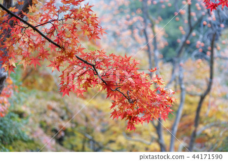 Jeollabuk-do, Korea, Jeongeup, Busan 44171590