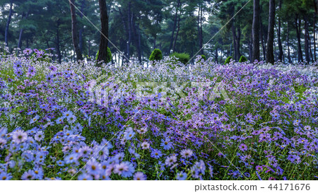 Jeollabuk-do, Korea, Jeongeup, Guryecho 44171676