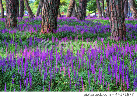 Gyeongsangbuk-do, Korea, Changzhou, Maeum-dong Gyeongsangbuk-do, Korea, Changzhou, Maeum-dong 44171677