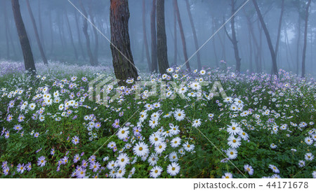 Jeollabuk-do, Korea, Jeongeup, Guryecho Jeollabuk-do, Korea, Jeongeup, Guryecho 44171678