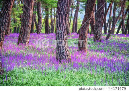 Gyeongsangbuk-do, Korea, Changzhou, Maeum-dong 44171679