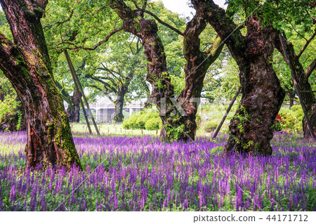 Gyeongsangbuk-do, Korea, Sungju, Outside the castle, Gyeongsangbuk-do, Korea, Sungju, Outside the castle, 44171712