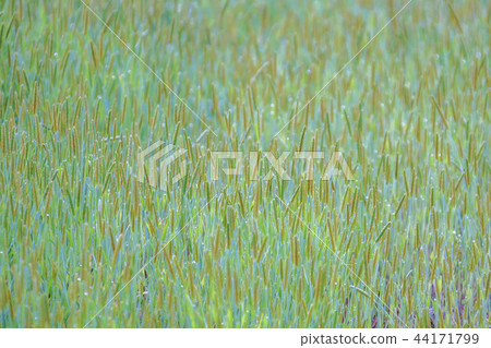 草葉子，背景 44171799