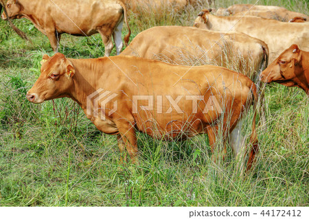 Chungnam, Korea, Seosan, Seosan Ranch 44172412