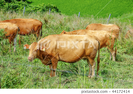 Chungnam, Korea, Seosan, Seosan Ranch Chungnam, Korea, Seosan, Seosan Ranch 44172414