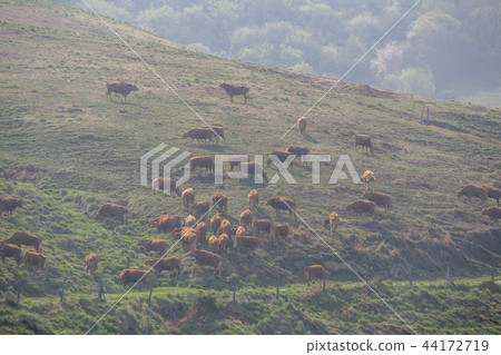 Chungnam, Korea, Seosan, Seosan Ranch 44172719