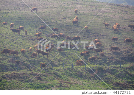 韓國忠南，Seosan，Seosan Ranch 44172751