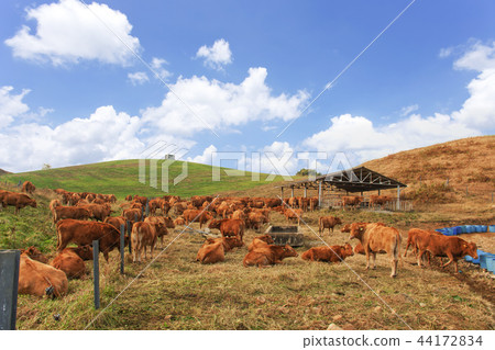 韓國忠南,Seosan,Seosan Ranch 韓國忠南,Seosan,Seosan Ranch 44172834
