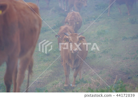 韓國忠南,Seosan,Seosan Ranch 韓國忠南,Seosan,Seosan Ranch 44172839