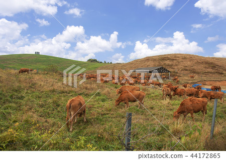 Chungnam, Korea, Seosan, Seosan Ranch Chungnam, Korea, Seosan, Seosan Ranch 44172865