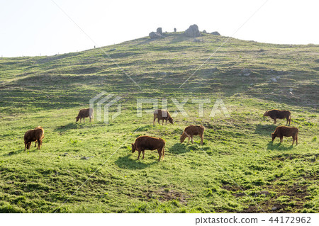 Chungnam, Korea, Seosan, Seosan Ranch 44172962