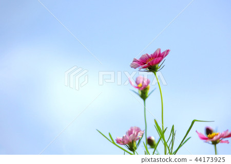 beautiful cosmos flower beautiful cosmos flower 44173925