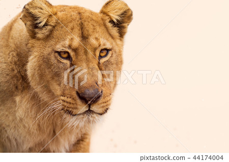 Portrait of a female lion starring. Portrait of a female lion starring. 44174004