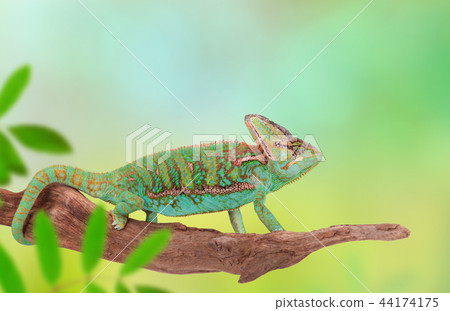 Veiled chameleon (chamaeleo calyptratus) close-up. 44174175