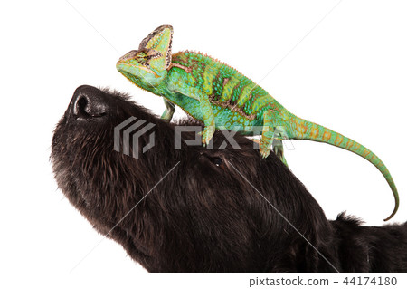 Veiled chameleon (chamaeleo calyptratus) with black dog. Veiled chameleon (chamaeleo calyptratus) with black dog. 44174180
