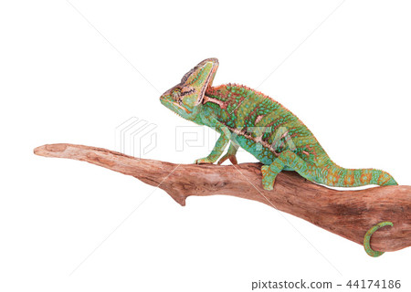 Veiled chameleon (chamaeleo calyptratus) close-up. Veiled chameleon (chamaeleo calyptratus) close-up. 44174186