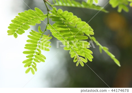green leaf of plant 44174678