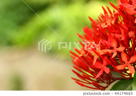 Amazing view of colorful red spike flower 44174683