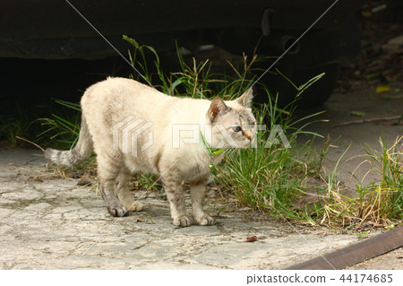 white cat on the street looking right 44174685