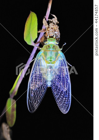 Cicadas, molt 44174857