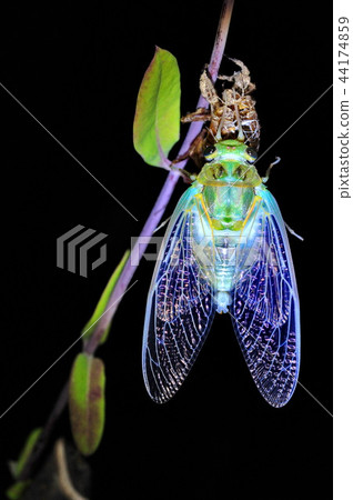 Cicadas, molt 44174859