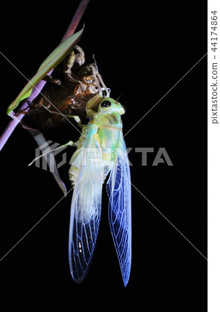 Cicadas, molt 44174864
