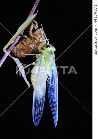 Cicadas, molt 44174871