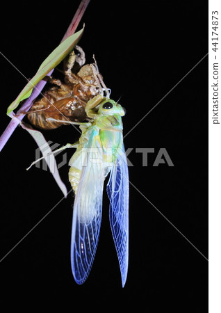 Cicadas, molt 44174873