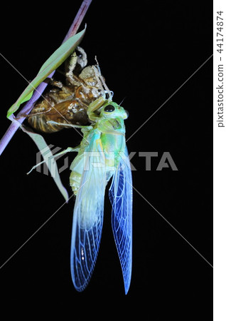 Cicadas, molt 44174874