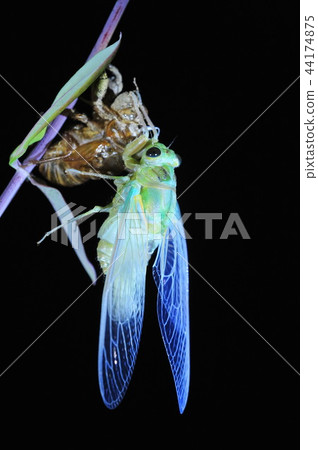 Cicadas, molt Cicadas, molt 44174875