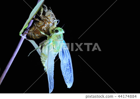 Cicadas, molt 44174884