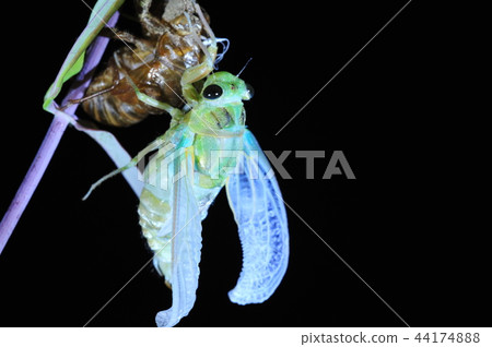 Cicadas, molt 44174888