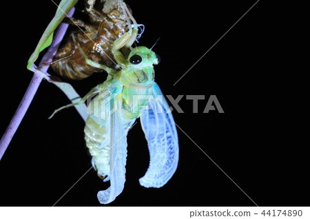 Cicadas, molt 44174890