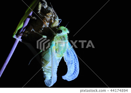 Cicadas, molt 44174894