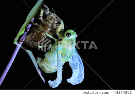 Cicadas, molt 44174898