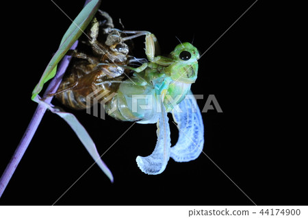 Cicadas, molt 44174900