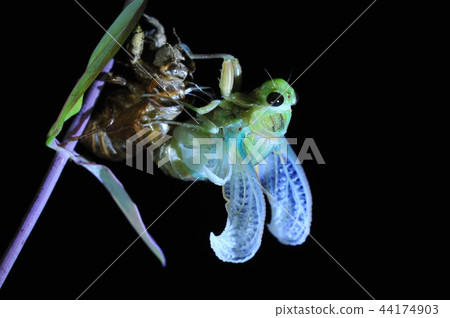 Cicadas, molt 44174903