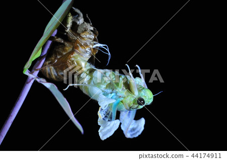 Cicadas, molt 44174911