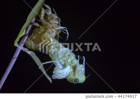 Cicadas, molt 44174917